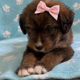 Avonlea - Tri-color female Bernedoodle puppy in Holden, Missouri from Mid-West Bernedoodles