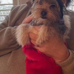 Assorted Doodle Crosses, Double Doodle, Maltipoo, Morkie, and Yorkipoo Puppies from Danza Bolo