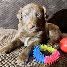 Val - Red tri-color male Australian Shepherd puppy in Az, Yuma, Arizona from The Southern Dog