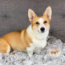 Yanahli - Pembroke Welsh Corgi