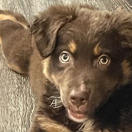 Australian Shepherds from Scarlet Aussies