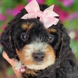 Cricket Pink - Tri-color female Bernedoodle puppy in Vernon, Texas from Sugarland's Texas Goldendoodles