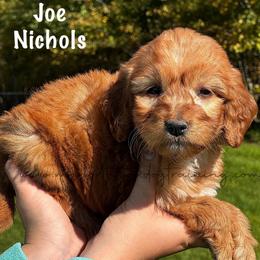 Joe Nichols - Red  male Goldendoodle puppy in Lancaster, Minnesota from North Star Dog Training