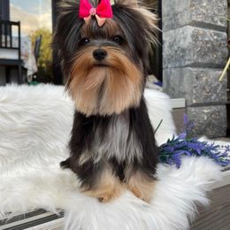 Luna 🩷 - Yorkshire Terrier