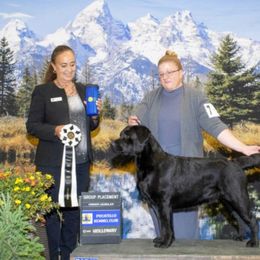 Black Female 4 - Black female Labrador Retriever puppy in Baytown, Texas from Dirty Bay Labradors