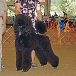 Sebatian - Poodle