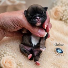 Eloise (blue) Sable - Sable female Shih Tzu puppy in Richmond, Texas from Aleka Shih Tzu