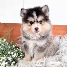 Onyx - Gray and white male Pomsky puppy in La Verne, California from Red Cedar Pomskies
