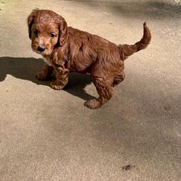 Ringo - Red male Cockapoo puppy in Marietta, South Carolina from River Falls Cockapoos