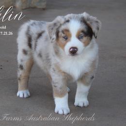 Franklin - Red merle male Miniature Australian Shepherd puppy in Grandfield, Oklahoma from Hunt Farms Australian Shepherds
