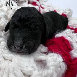 Goldendoodle and Poodle Puppies from Trammell’s Southern Pups
