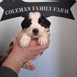 Queen Isabella - White and brown female Saint Bernard puppy in Kinsman, Ohio from Coleman Saint Bernards of Ohio