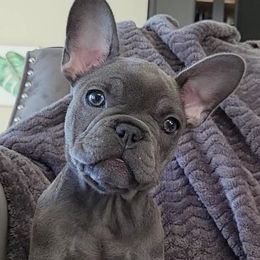French Bulldogs from Luz French Bulldogs