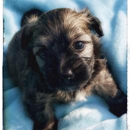 Legacy - Black and tan male Havanese puppy in Katy, Texas from Cloud 9 Havanese
