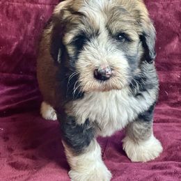 Barkley - Sable male Bernedoodle puppy in Royse City, Texas from Platinum Bernedoodles of Texas