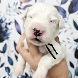 Black - White and black male Dalmatian puppy in Gray, Georgia from Fuller Spots