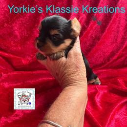 Pyper - Black and tan female Yorkshire Terrier puppy in Dierks, Arkansas from Yorkie’s Klassie Kreations
