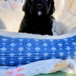 Goldendoodle Puppies from Southern Star Goldendoodles