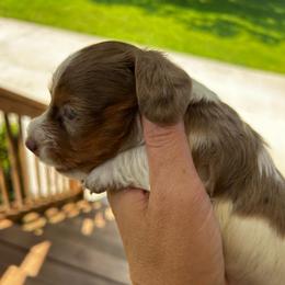Abraham (Abe) - Piebald male Dachshund puppy in Nashville, Tennessee from Dachshund Dreams (miniature)