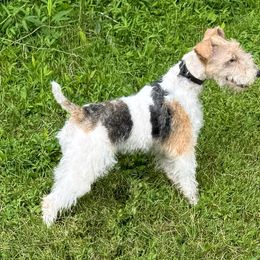 Vinny - Wire Fox Terrier