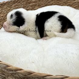 AKC mismark Willow - Black and tan female Pembroke Welsh Corgi puppy in Casper, Wyoming from Flying Note Shorties