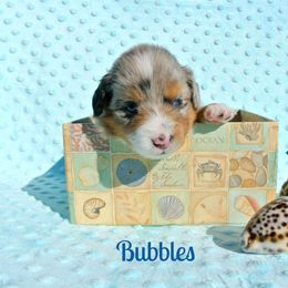 PreciousGem Minis breeder of Miniature American Shepherd