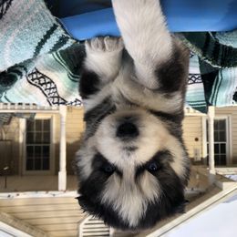 Pomsky and Siberian Husky Puppies from Cold Mountain Kennel
