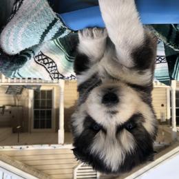 Pomsky and Siberian Husky Puppies from Cold Mountain Kennel