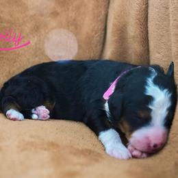 Dolly - Tri-color female Bernedoodle puppy in Stuart, Oklahoma from G Ridge Kennels