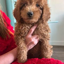 Michael - Red  male Goldendoodle puppy in Payson, Utah from Country Sky Doodles