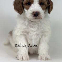 Harper - Parti female Goldendoodle puppy in Milford, Indiana from Railway Acres Kennel
