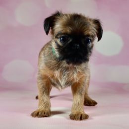 Green Collar Girl - Rough Coat - Red female Brussels Griffon puppy in Naples, Florida from Cougartown Kennel