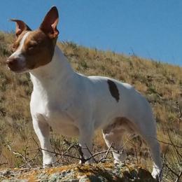 Elmer Fudd - Teddy Roosevelt Terrier