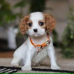 Emerson - Blenheim male Cavalier King Charles Spaniel puppy in West Sacramento, California from Autumn Nightz Cavaliers