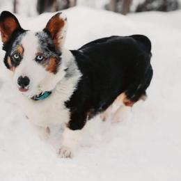 American Corgis, Dachshunds, Pembroke Welsh Corgis, and Siberian Huskies from Werpstead Shorties
