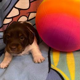 MOCHA - Piebald male Dachshund puppy in Elizabethtown, Kentucky from Teeny Tiny Puppy Tails
