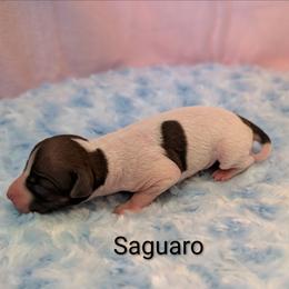 Saguaro - Red and white female American Hairless Terrier puppy in Phoenix, Arizona from Bare Valley