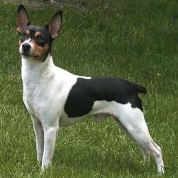 Rat Terriers from COHills Rat Terriers