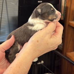 Tri-Color - Black white and tan male Shetland Sheepdog puppy in Abilene, Texas from Double Dare Shelties