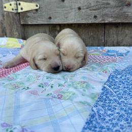 Sunny - Cream male Dachshund puppy in Squires, Missouri from Hudson’s Hounds