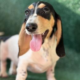 McCoy - Piebald male Dachshund puppy in Pflugerville, Texas from Dream A Dream Dachshunds