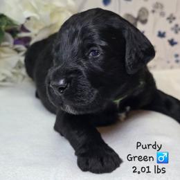 Green - Black male Goldendoodle puppy in Rockledge, Florida from Stormie's Doodles