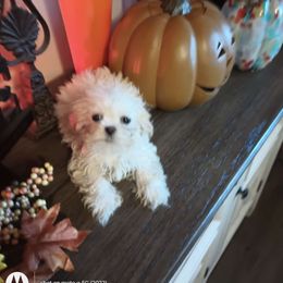 John doe - Shih Tzu