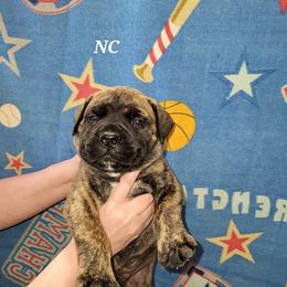 Boy 8 - male Bullmastiff puppy in Wakarusa, Indiana from Watchman Kennels