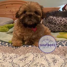 Shih Tzu Puppies from Shurbeez Shih Tzu