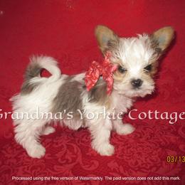 Duke - Parti male Yorkshire Terrier puppy in Galva, Illinois from Grandma's Yorkie Cottage