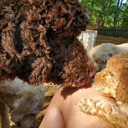 Goldendoodle and Poodle Puppies from Chattahoochee Kennels
