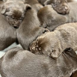 Dilute Retriever and Labrador Retriever Puppies from CKB Labradors