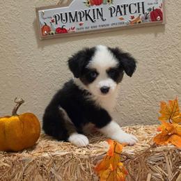 Remi - Black tri female Miniature American Shepherd puppy in Bristol, Tennessee from Riverstone Aussies