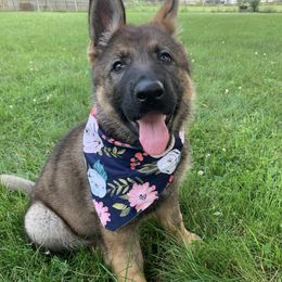 German Shepherds from Providence Landhaus